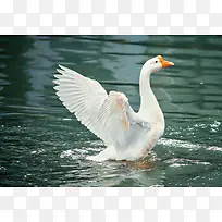湖水中展翅的优雅的大白鹅