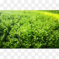 绿油油的苔藓
