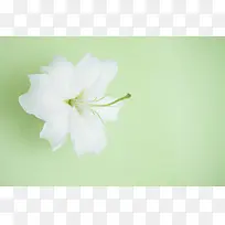 高清精美花卉类背景图1