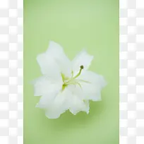 高清精美花卉类背景图18