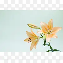 高清精美花卉类背景图6