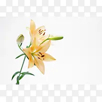 高清精美花卉类背景图4