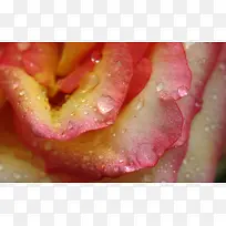 玫瑰花素材1