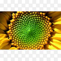 美丽的花背景素材