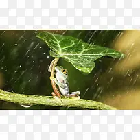 青蛙在雨中撑伞