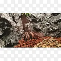蜘蛛岩石蜘蛛岩石