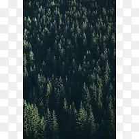 森林  绿色 背景  摄影