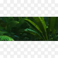 热带树林叶子背景图