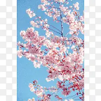 春季粉色桃花