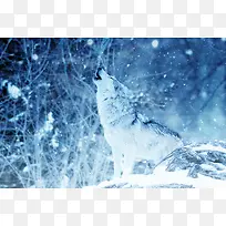 狼 下雪 冬天 蓝色 背景