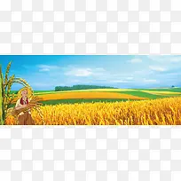 农业收稻谷背景图