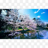 春天的小池塘的花