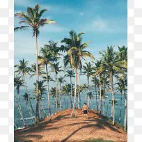 椰子树海边沙滩