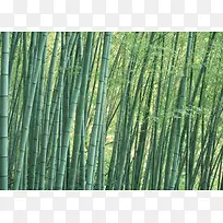背景大图-风景11