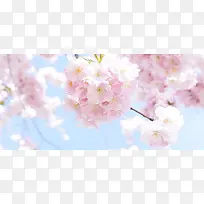 日本樱花树天空盛开的美丽樱花图片