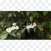 绿叶白色花朵jpg