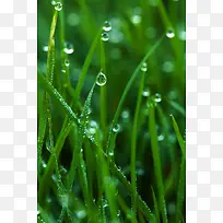 绿色简约风格白露节气海报