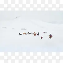 冬天雪地上的骏马图