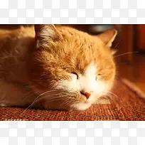 睡懒觉的橘猫