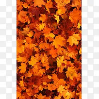 秋分节气宣传海报