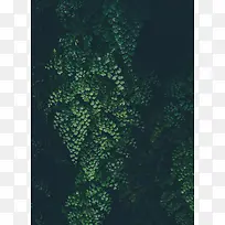 森林绿色背景图