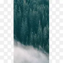 充满雾气的森林H5背景素材