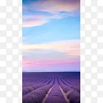 紫色薰衣草天空H5背景