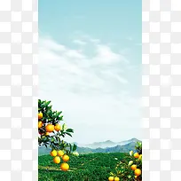 清新新鲜水果海报背景
