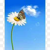 菊花蝴蝶