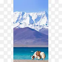 蓝天西藏雪山牦牛H5背景