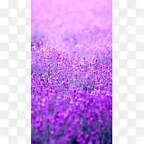 紫色薰衣草H5背景