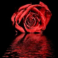 红玫瑰露珠水面主图