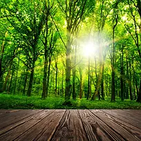 阳光树林木板背景图