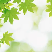 绿色树叶风景主图背景元素