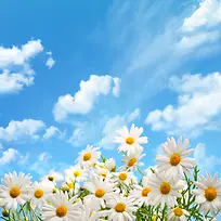 蓝天白云花朵自然背景