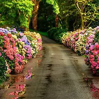 鲜花背景图