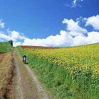 狂野上的眺望