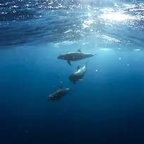 海底鲸鱼背景