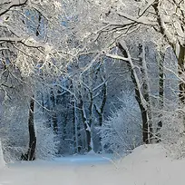 冬季树木背景