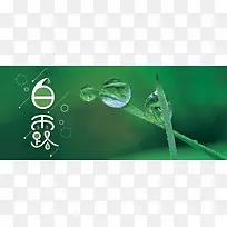 二十四节气白露植物露水banner海报