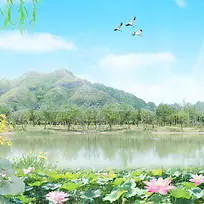 自然荷花背景图