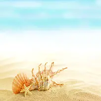海星海螺可爱背景