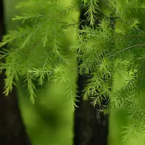 唯美杉树背景