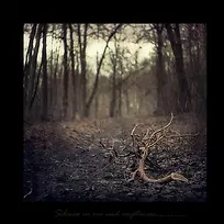 森林的枯树枝