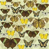 蝴蝶标本图案海报背景素材