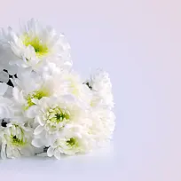 特写白菊花背景