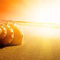 阳光海螺背景图