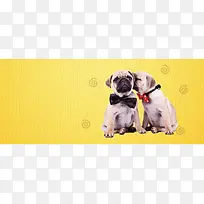 宠物卡通黄色banner