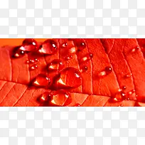红叶背景透明水珠