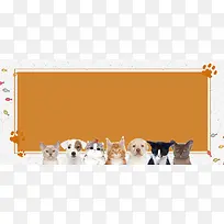 萌宠来袭可爱黄色简约banner